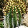 Ferocactus_wislizenii_v